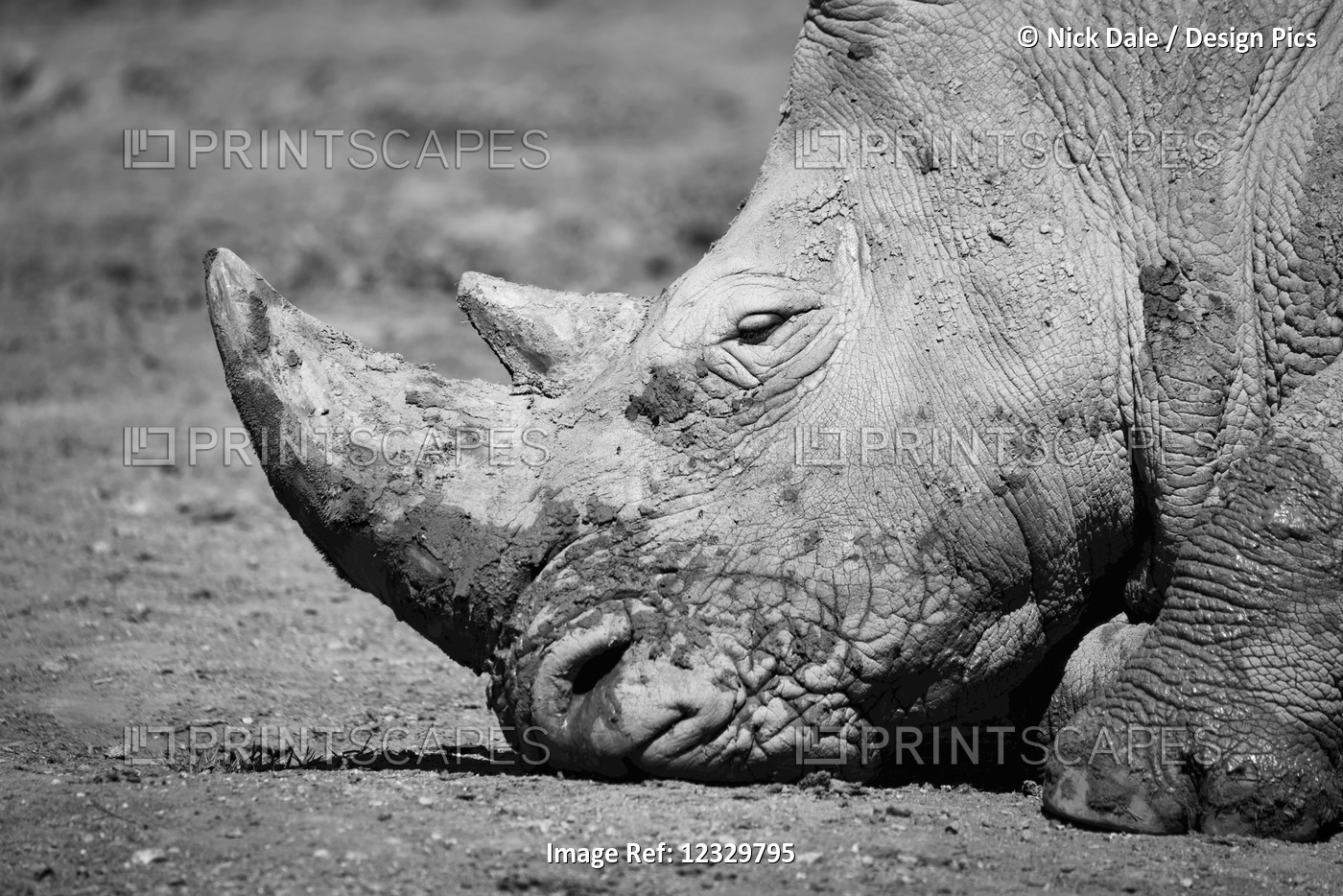 Close-Up Of Muddy White Rhinoceros (Ceratotherium Simum) Head; Cabarceno, ...