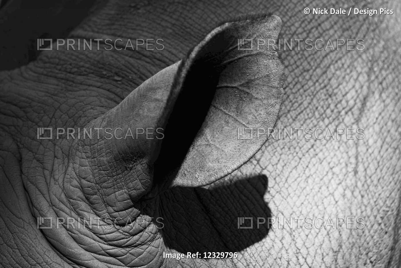 Close-Up Of Shadowed White Rhinoceros (Ceratotherium Simum) Ear; Cabarceno, ...