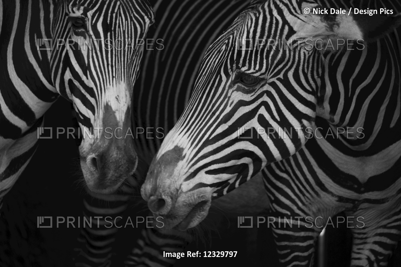 Close-Up Of Two Grevy's Zebra (Equus Grevyi) Side-By-Side; Cabarceno, ...