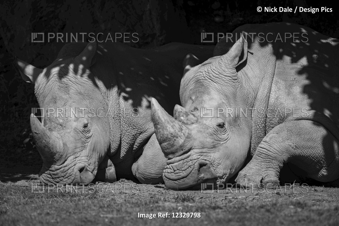 Close-Up Of White Rhinoceros (Ceratotherium Simum) In Shade; Cabarceno, ...