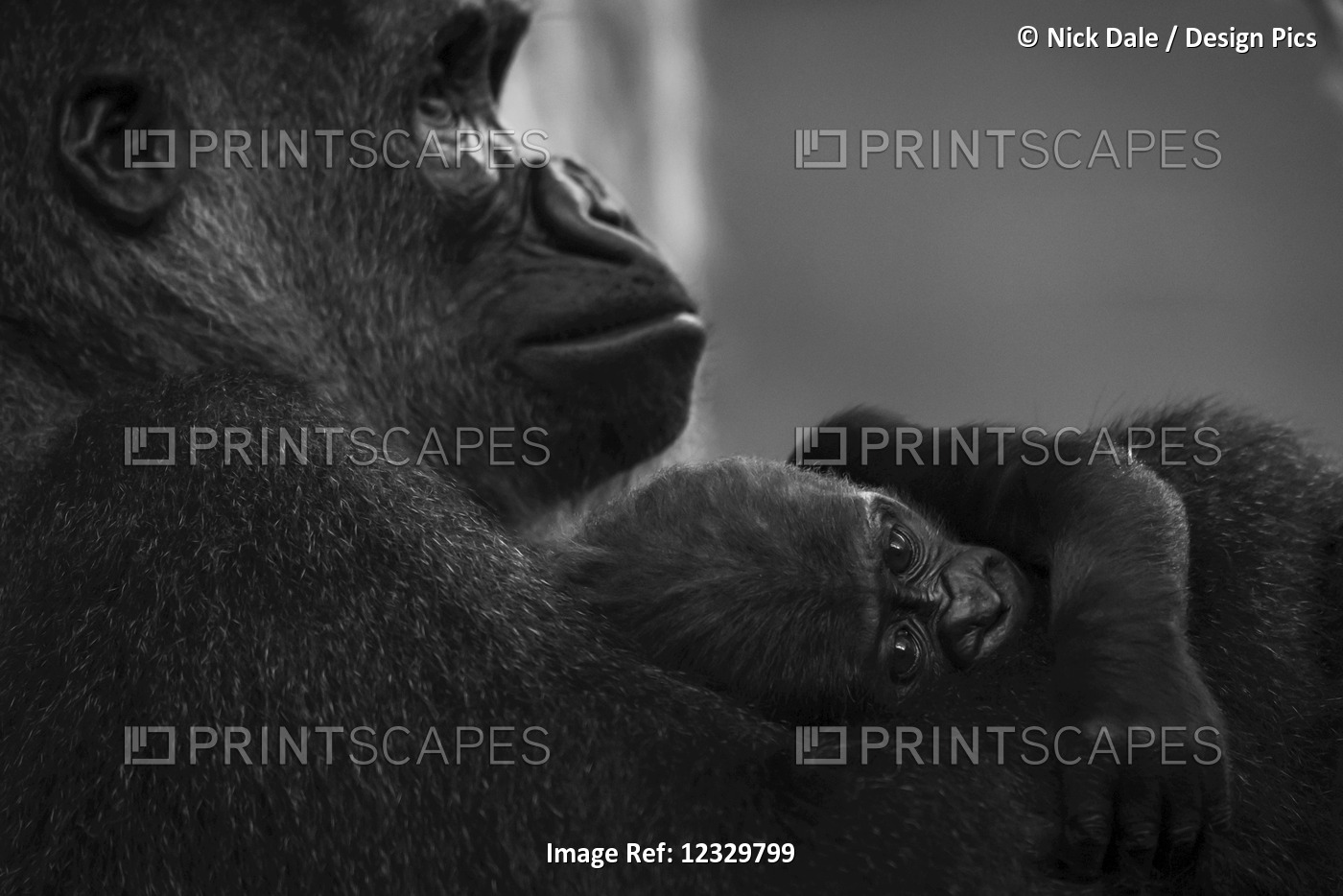 Western Lowland Gorilla Baby (Gorilla Gorilla Gorilla) In Lap Of Mother; ...