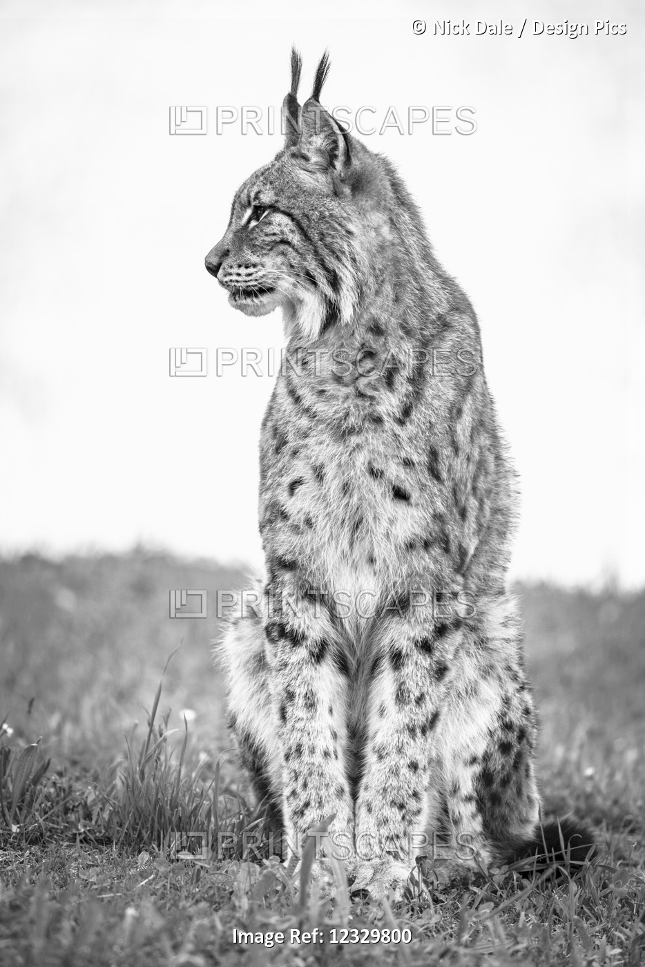 Canada Lynx (Lynx Canadensis) Sits On Grass Looking Sideways; Cabarceno, ...