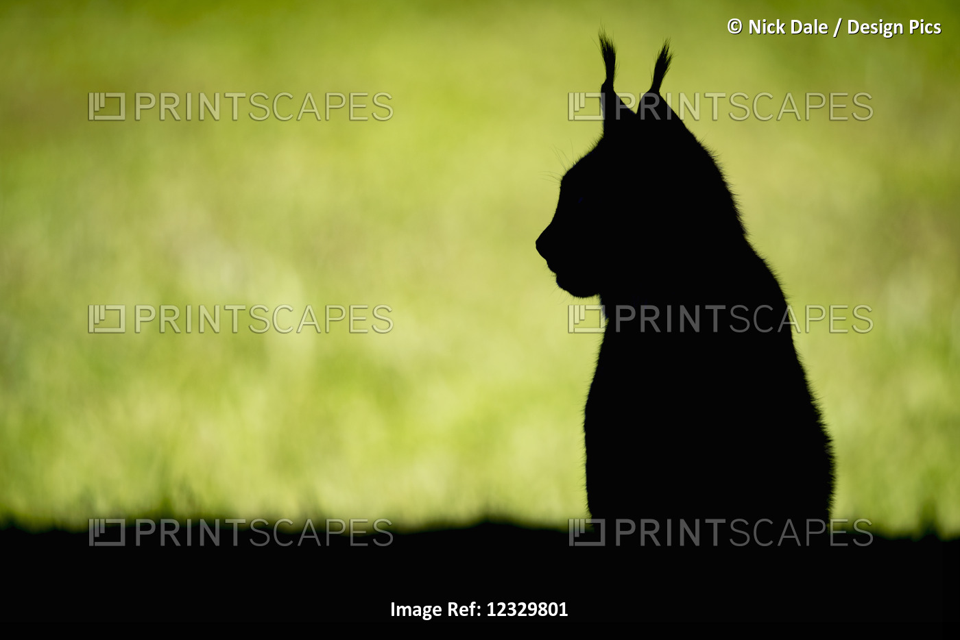Silhouette Of Canada Lynx (Lynx Canadensis) Sitting On Grass Looking Sideways; ...