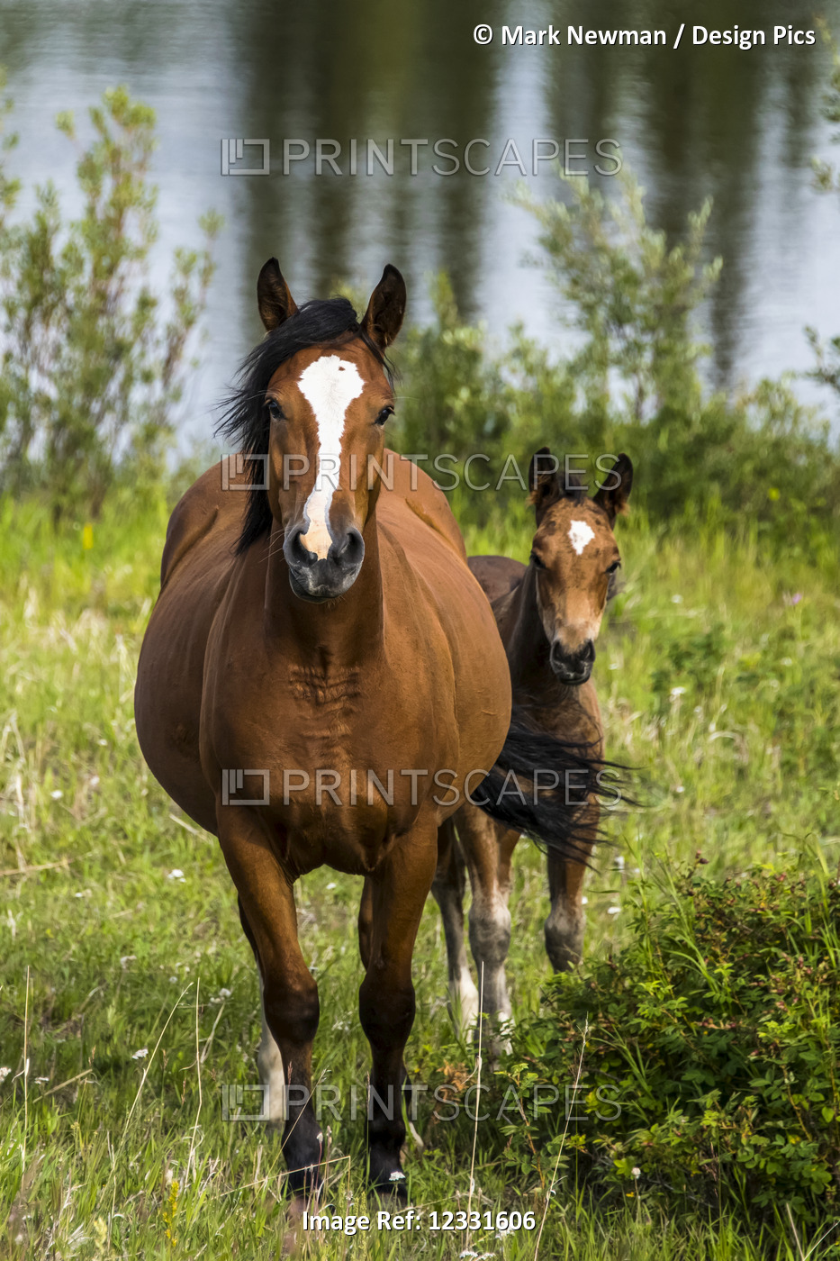 Wild horses (equus ferus), a mare with her foal, with a lake in the background; ...