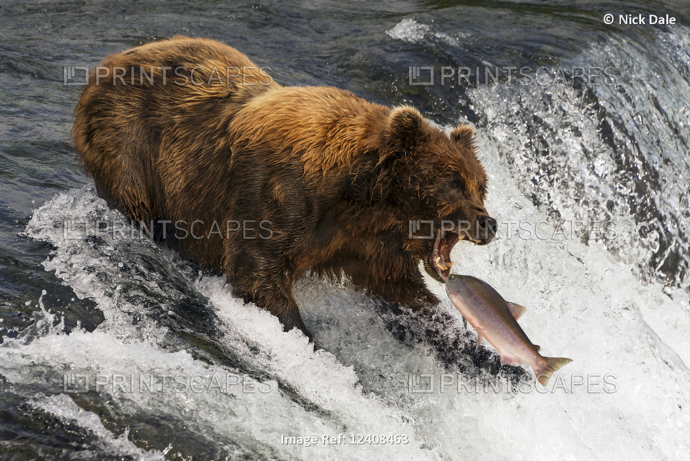 A Brown Bear (ursus arctos) about to catch a salmon in it's mouth at the top of ...