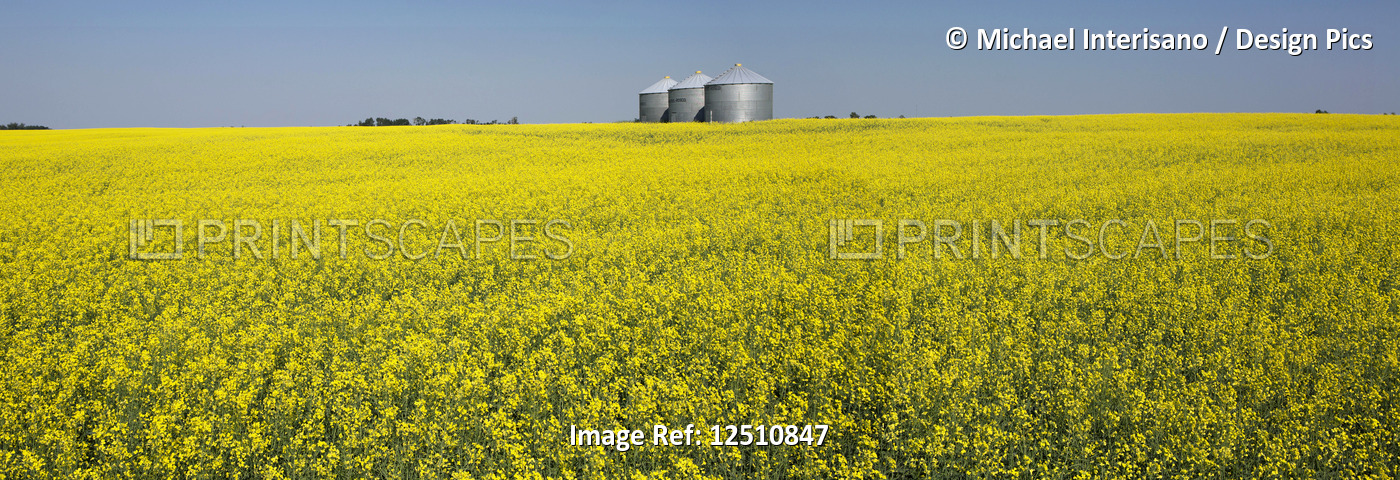 Large metal grain bins in a flowering canola field with blue sky; Beiseker, ...