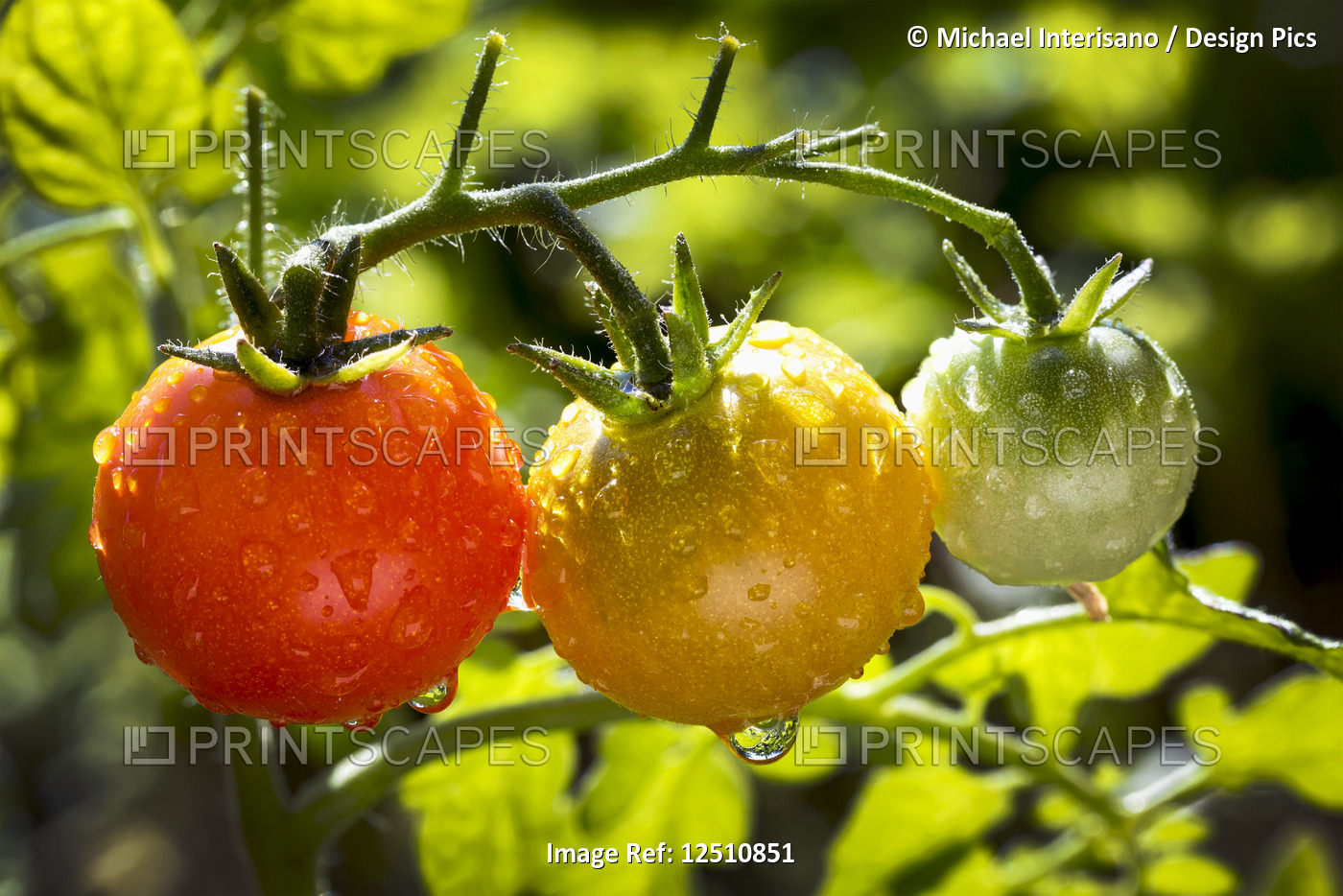 Close-up of a cluster of ripe and unripe cherry tomatoes on a plant in the ...