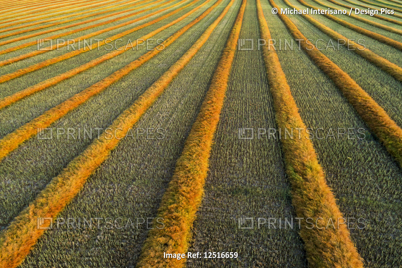 Artist aerial views of canola harvest lines glowing at sunset; Blackie, ...