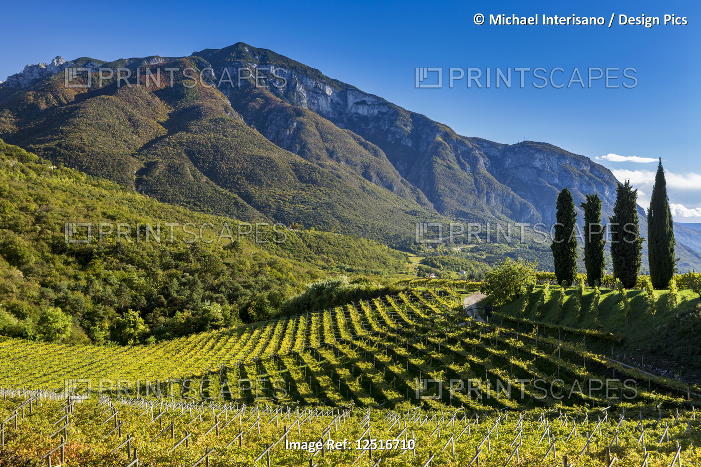 Rows of grapevines on rolling hills with mountains in the background and blue ...