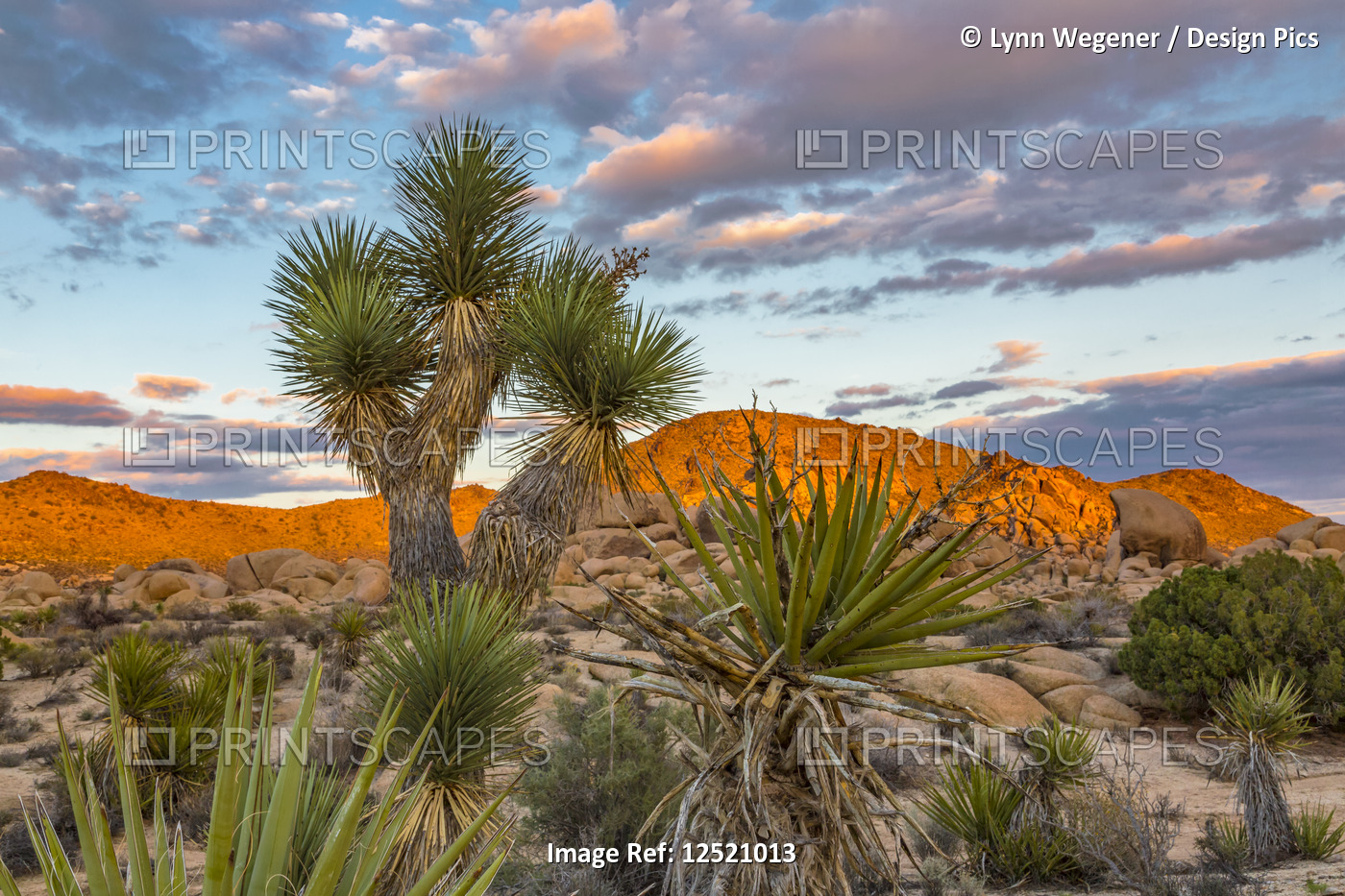 View of sunset on rock formation with Joshua tree (Yucca brevifolia) in the ...