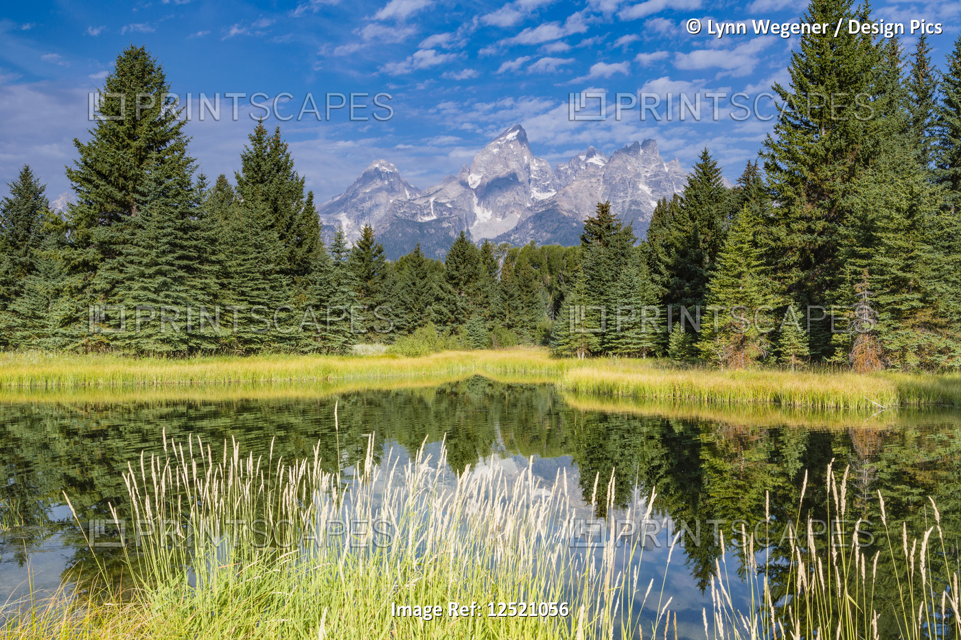 View of the Grand Teton Mountains reflected in a pond, Grand Teton National ...
