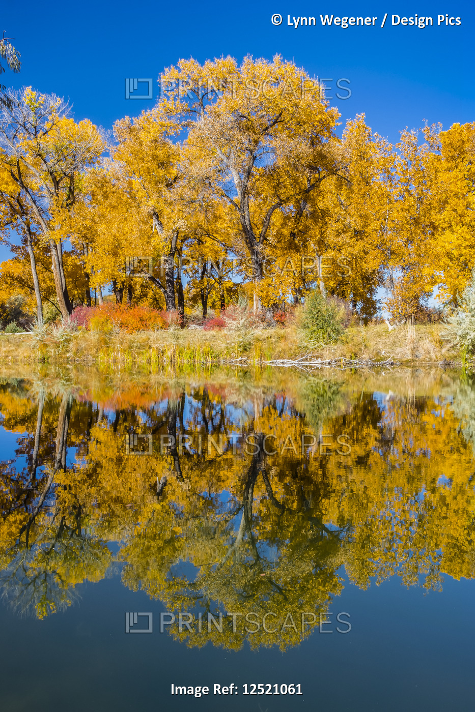 Autumn coloured foliage on trees along a shoreline and blue sky reflected in a ...
