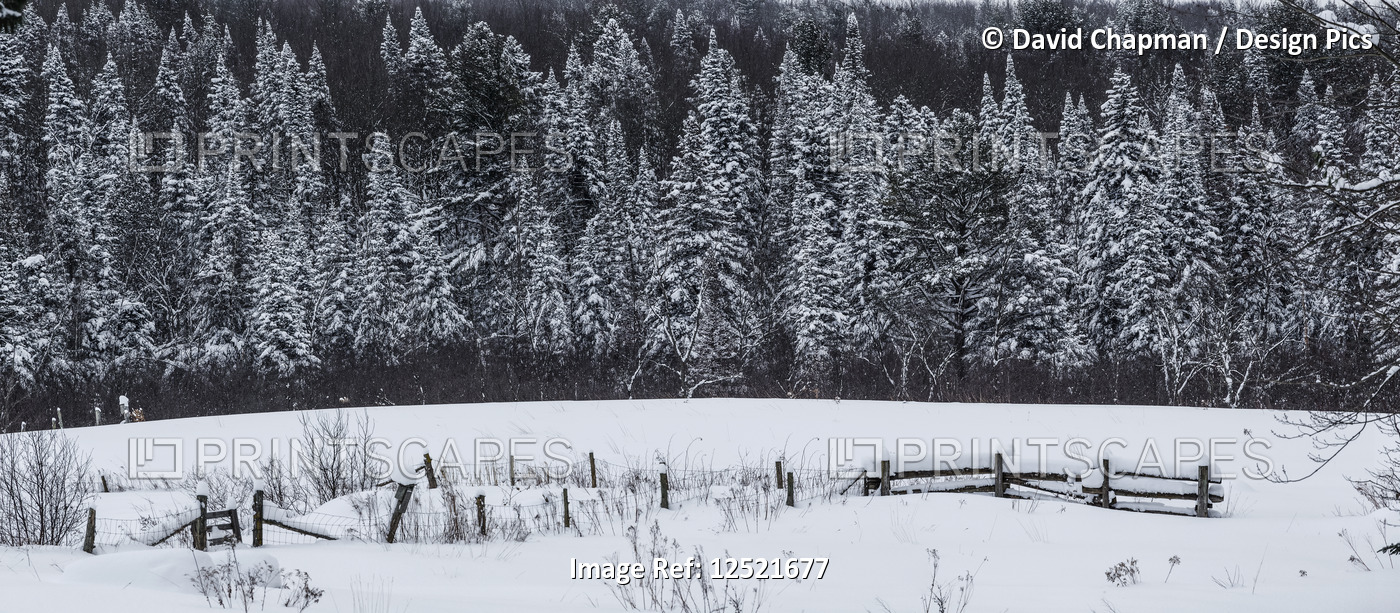 Field and fence in the snow with snow-covered trees in the background; Foster, ...
