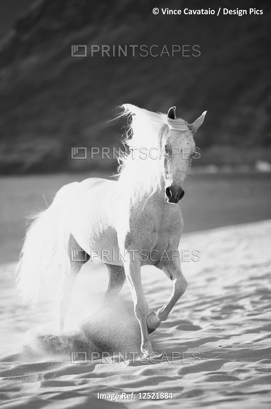 Black and white image of a white horse running on the beach; Hawaii, United ...