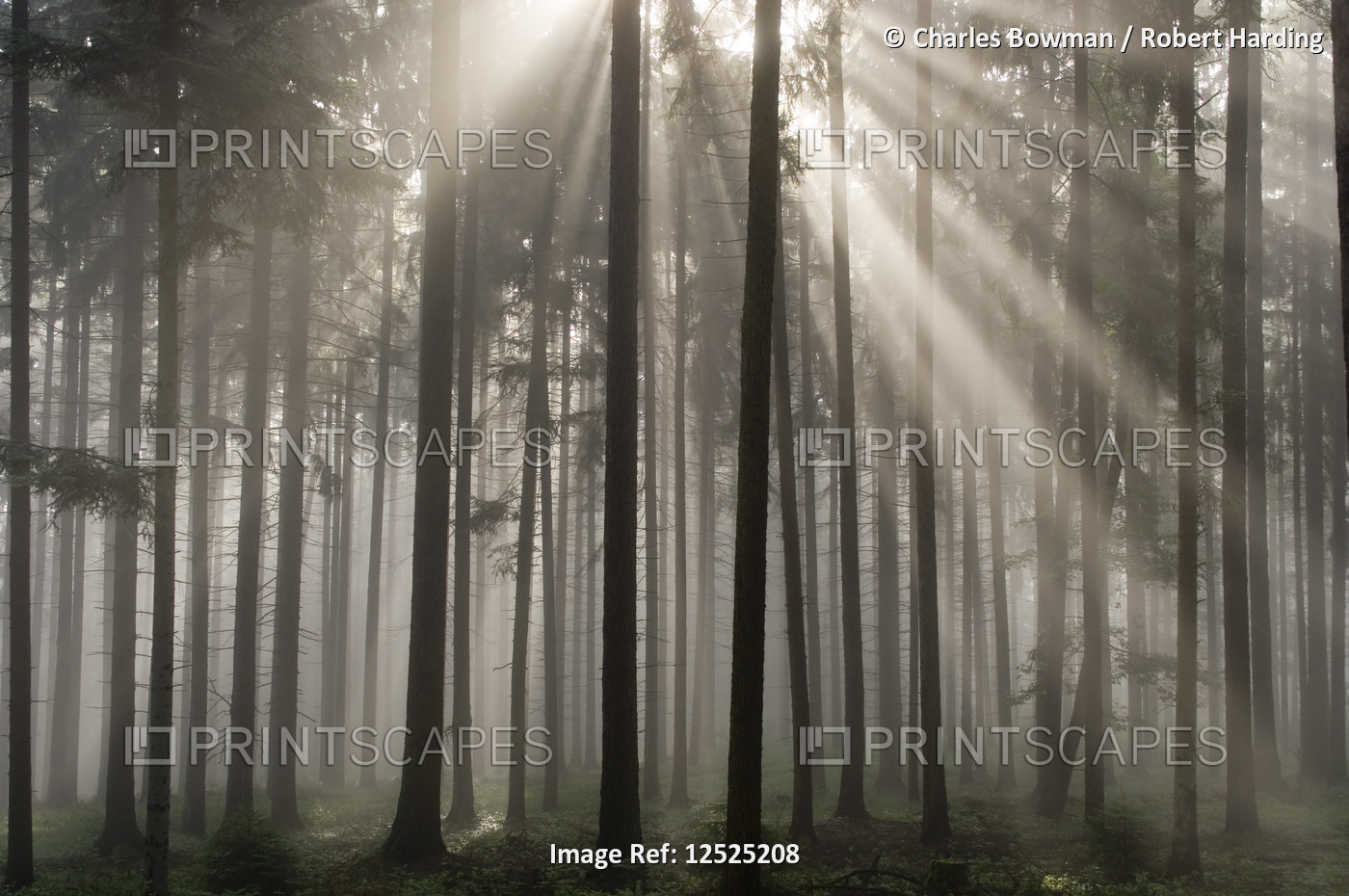 Misty pine forest, Nibelungengau, Austria,