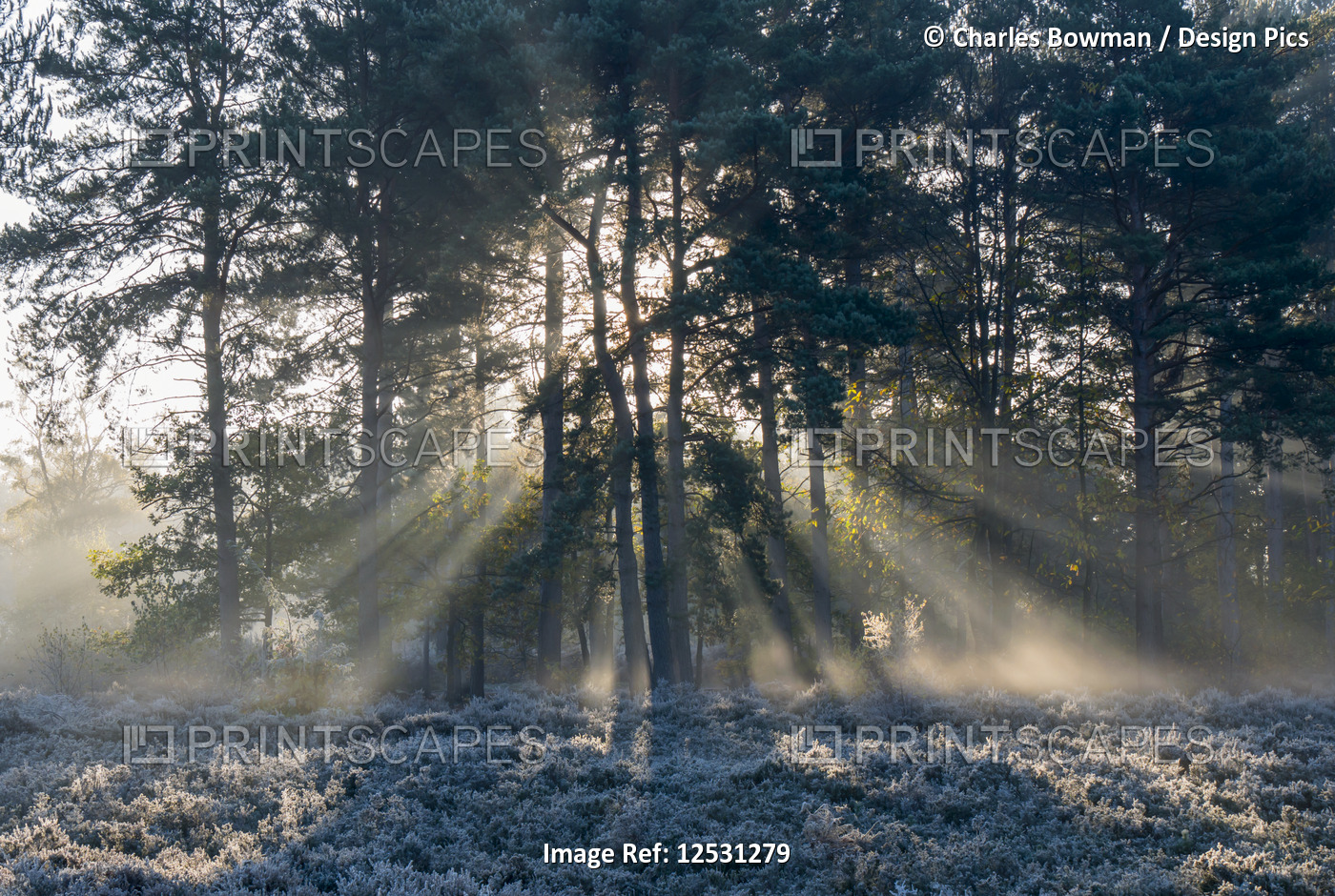 Sunbeams shine through silhouetted trees to a frosty ground, Esher Commons; ...