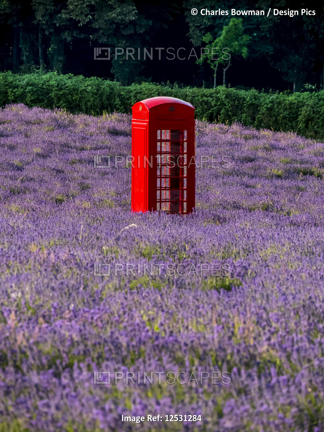 Red telephone booth in a lavender field; London, England