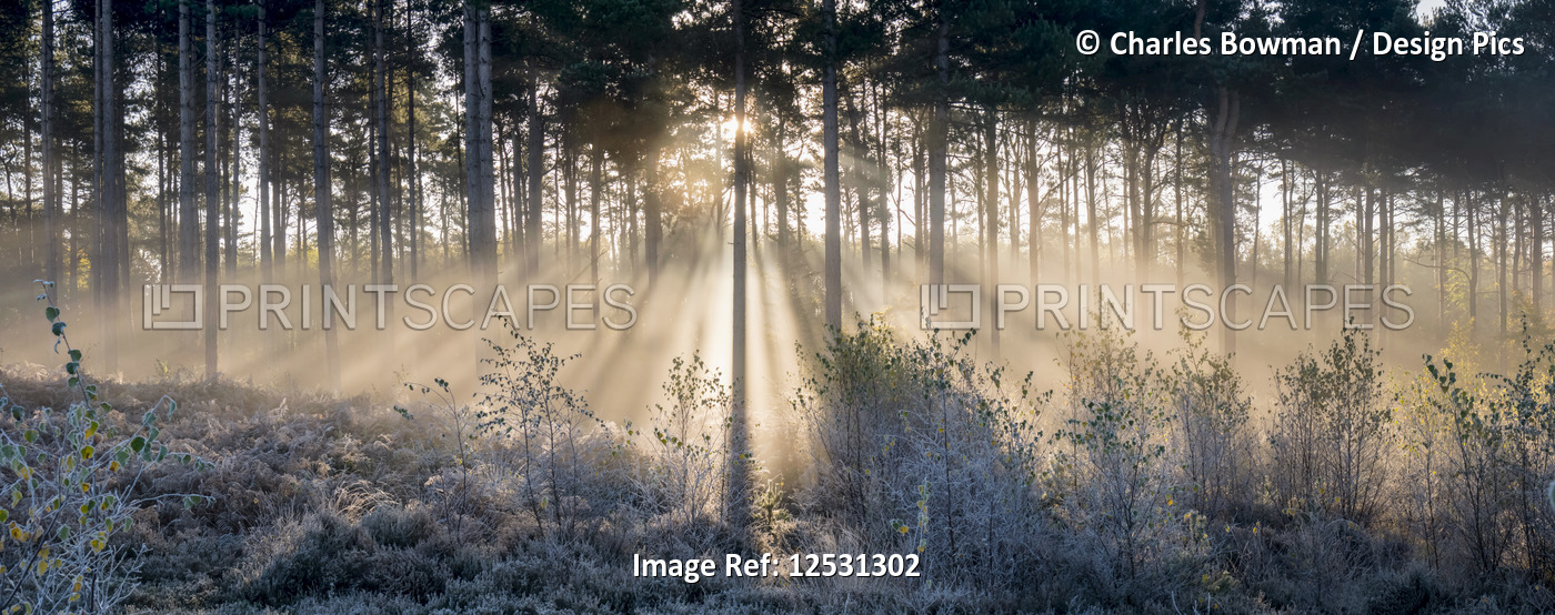 Sunbeams shine through trees to a frosty ground; Surrey, England
