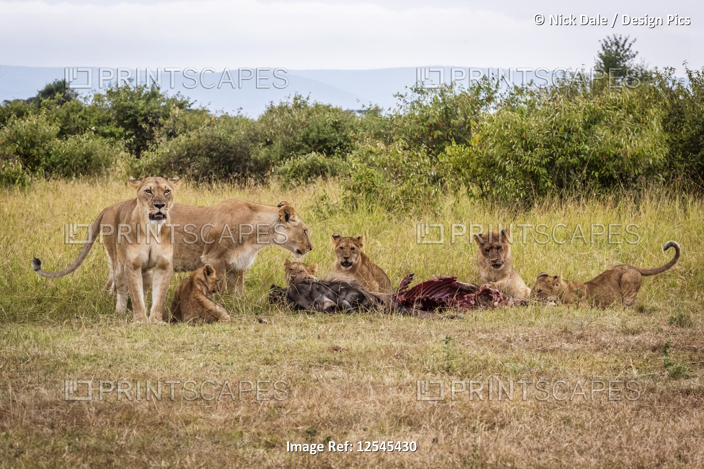 Lionesses (Panthera Leo) guarding five cubs eating wildebeest carcase, Maasai ...