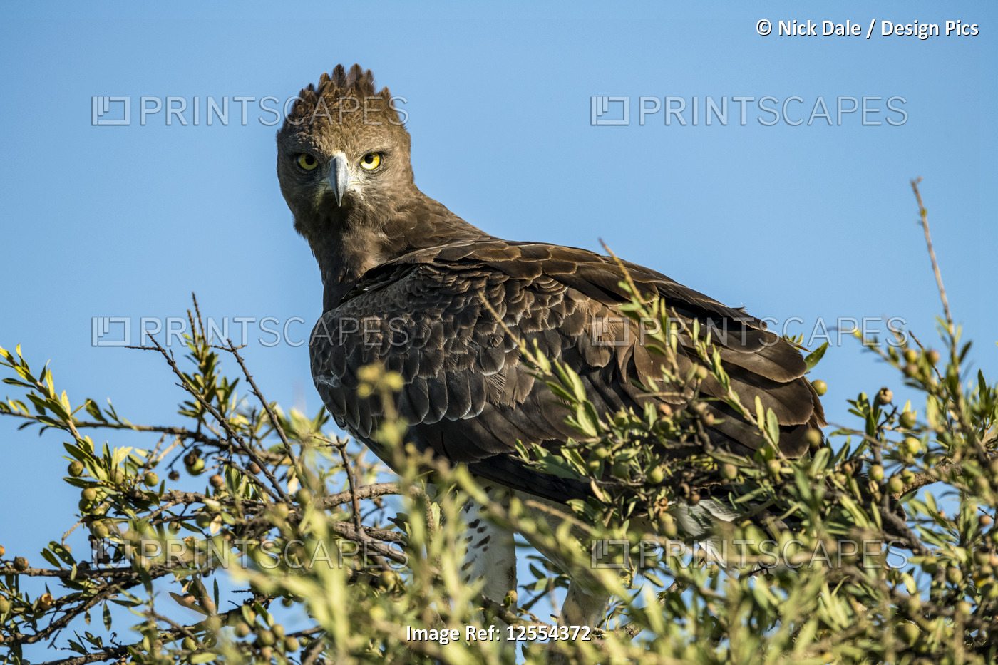 Martial eagle (Polemaetus bellicosus) staring at camera from treetop, Serengeti ...