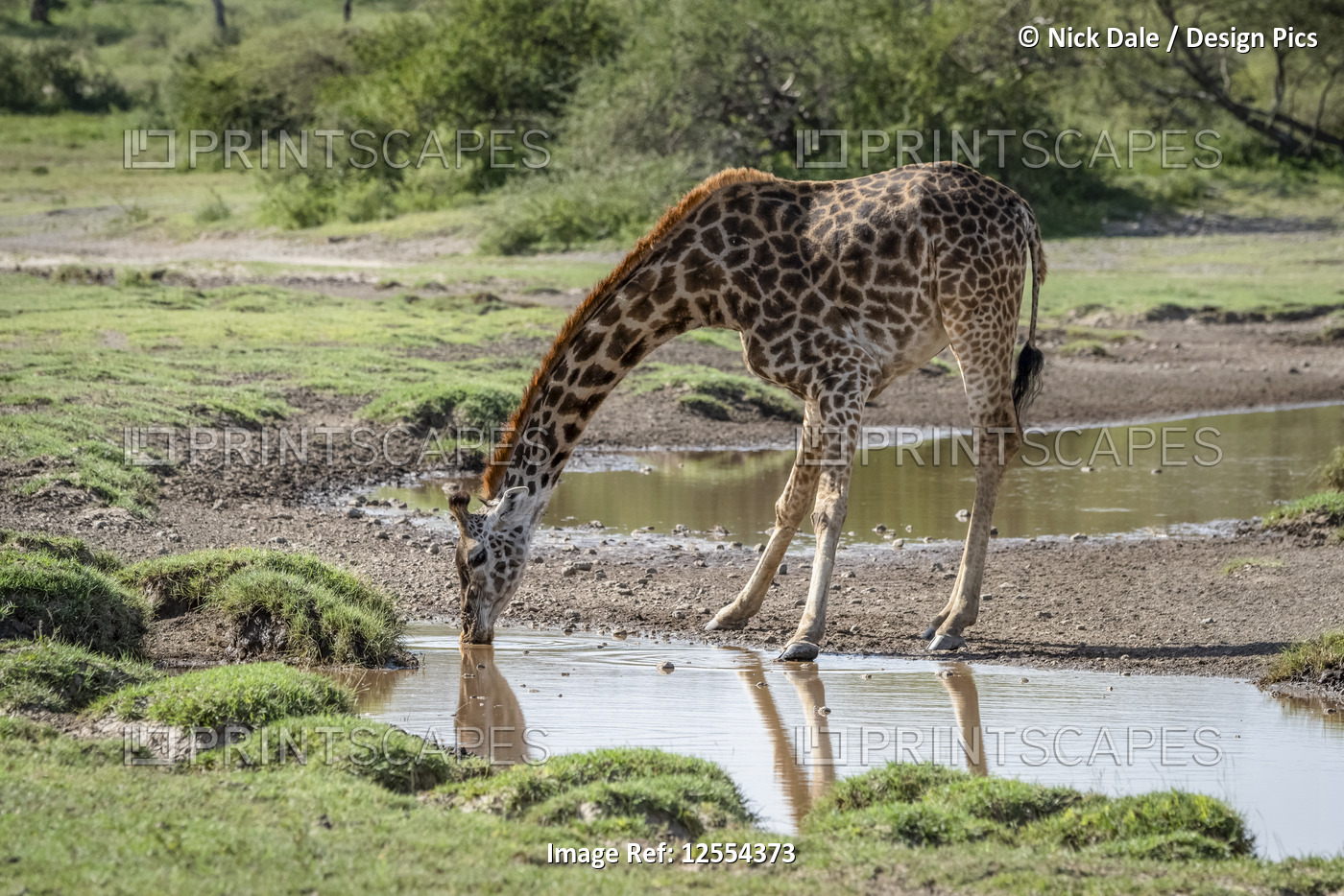 Masai giraffe (Giraffa camelopardalis tippelskirchii) bending to drink from ...