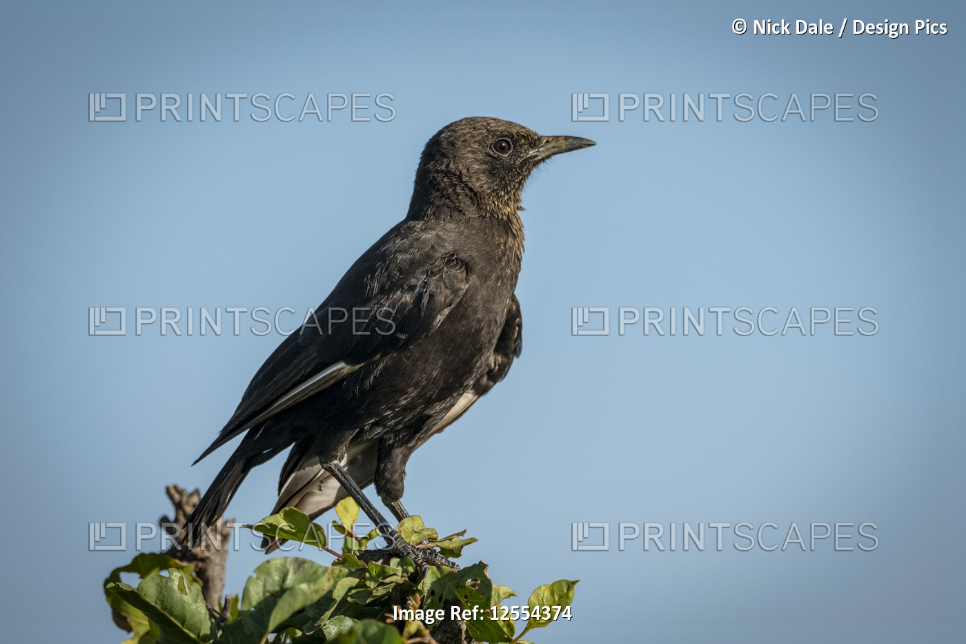 Northern anteater chat (Myrmecocichla aethiops) perched on leafy stump, ...