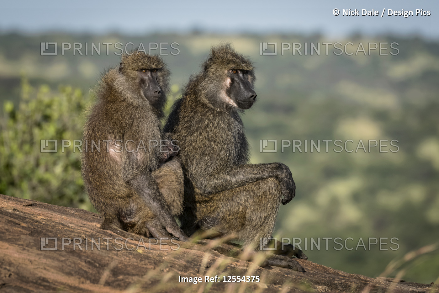 Olive baboon (Papio anubis) sitting behind another on rock, Serengeti National ...