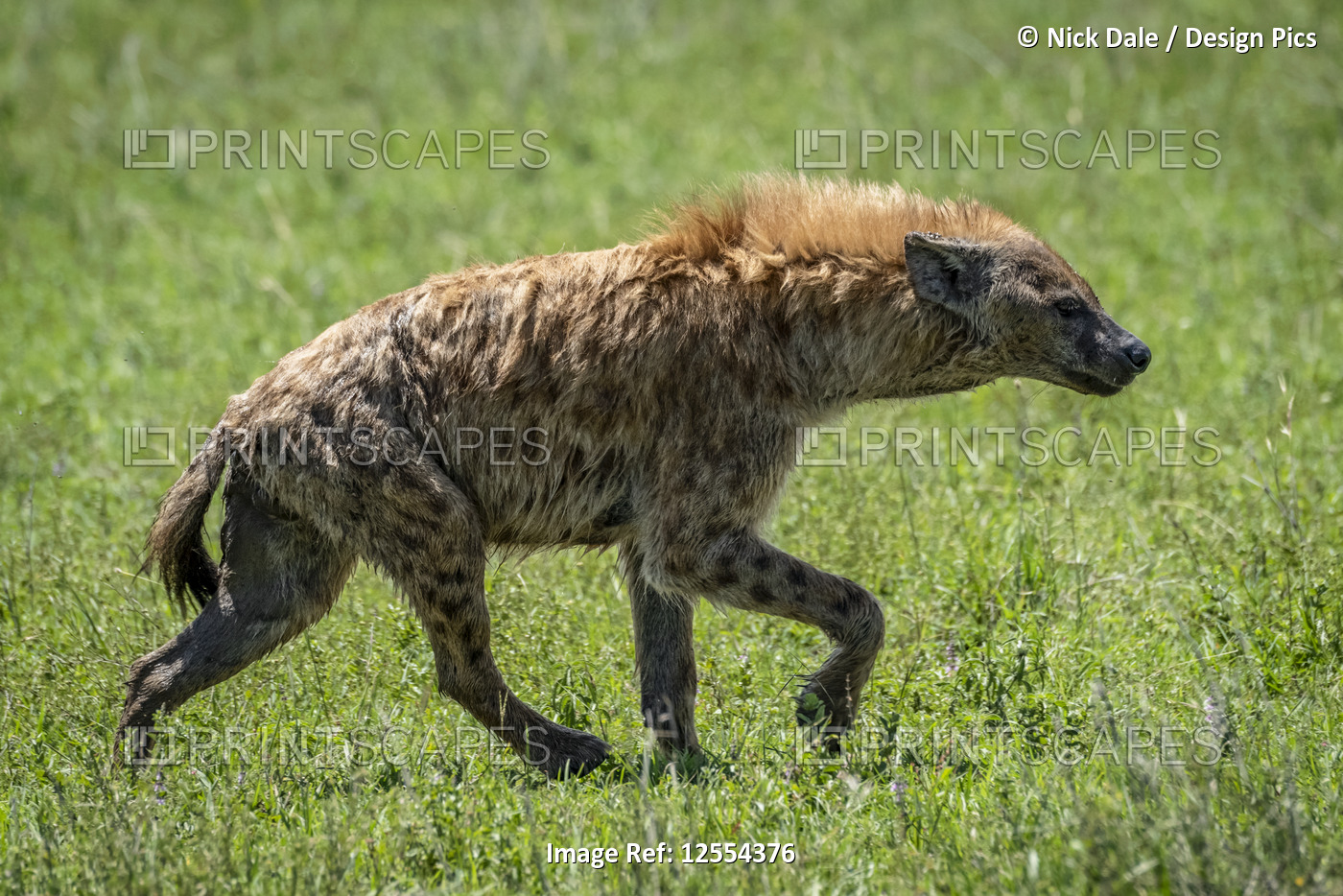 Spotted hyena (Crocuta crocuta) trotting across grass in profile, Serengeti ...