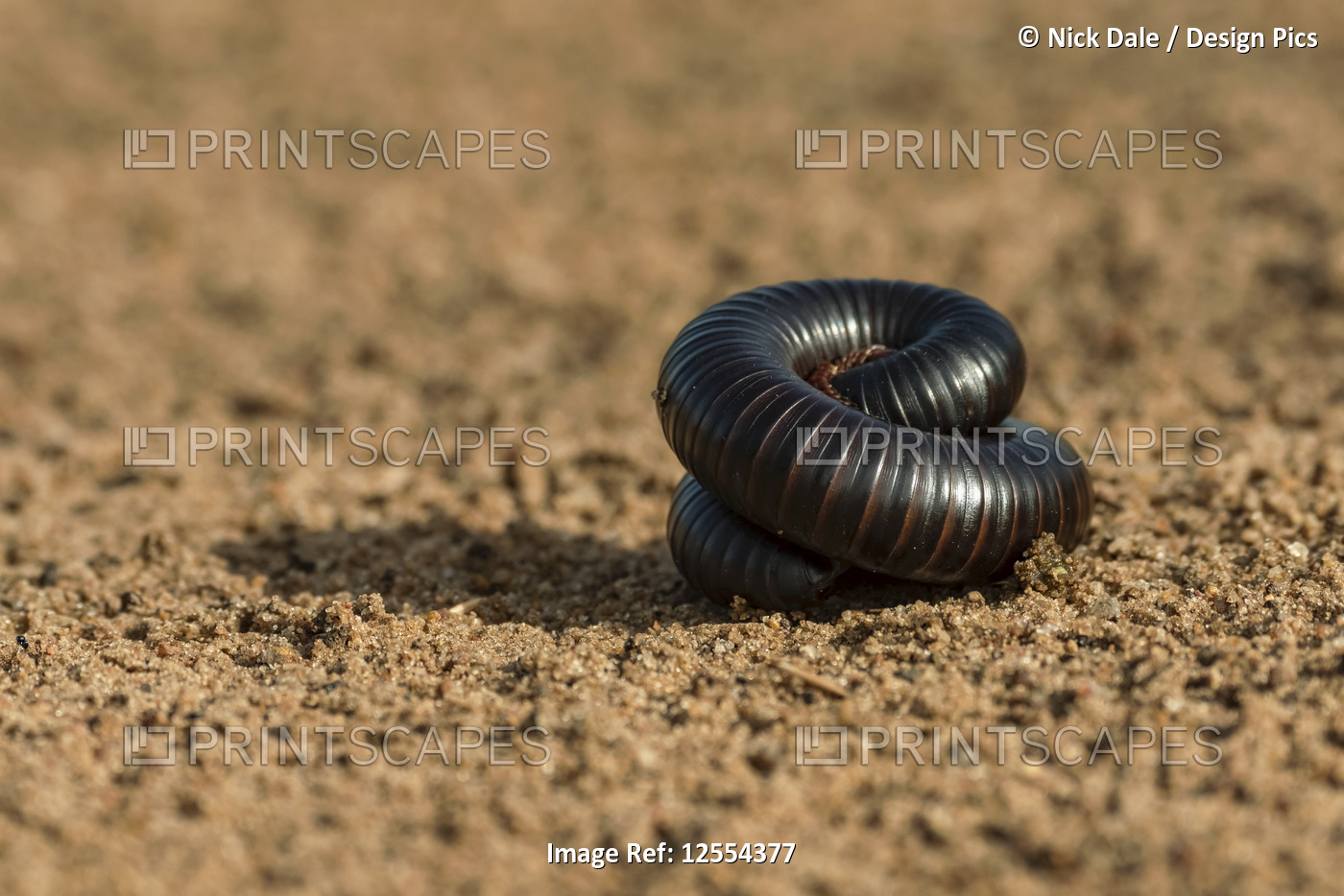 Tanzanian red-legged millipede (Epibolus pulchripes) coiled up on track, ...