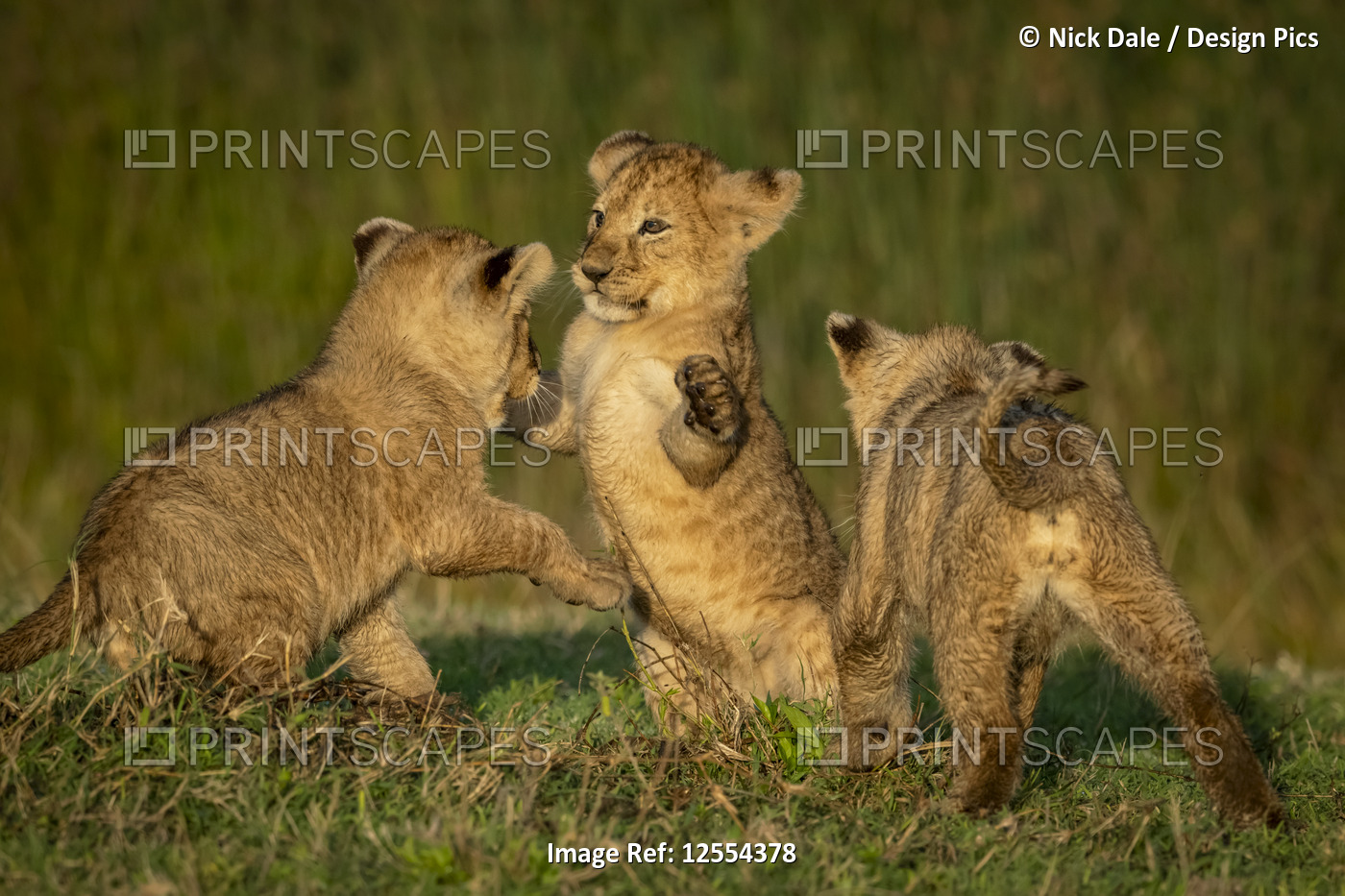Three lion (Panthera leo) cubs play fighting on grass, Serengeti National Park; ...