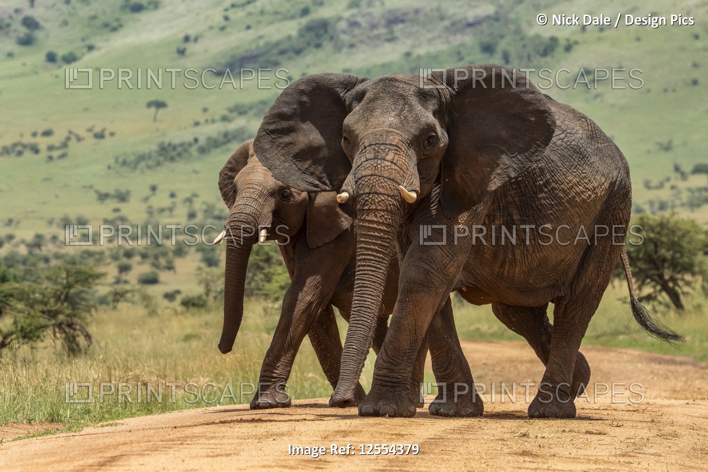 Two African elephants (Loxodonta africana) cross track in step, Serengeti ...