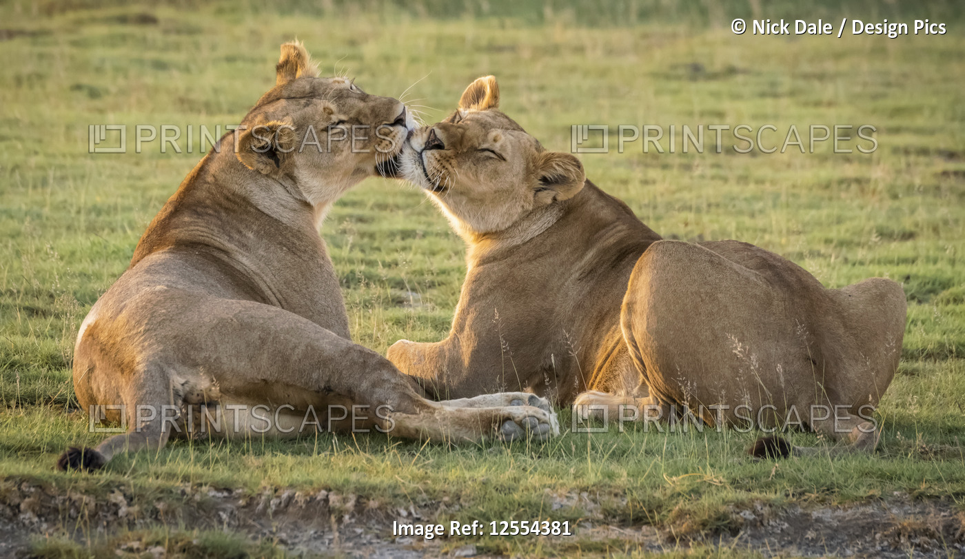 Two lionesses (Panthera leo) lick each other, Serengeti National Park; Tanzania