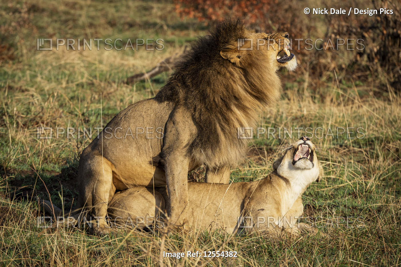 Two mating lions (Panthera leo) growling at each other, Serengeti National ...