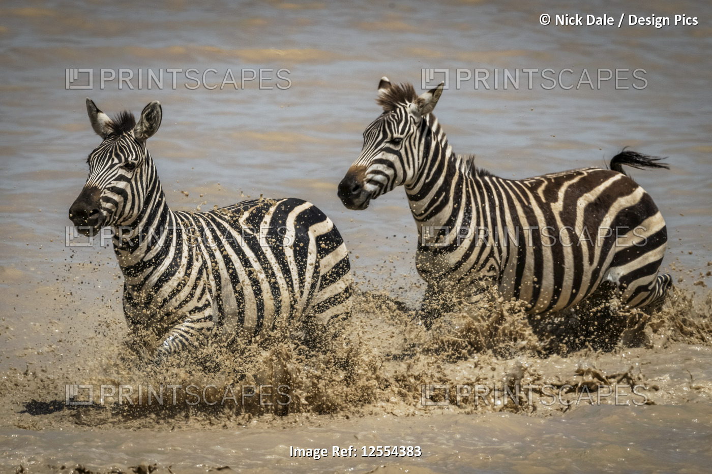 Two plains zebra (Equus quagga) trot through shallow lake, Serengeti National ...