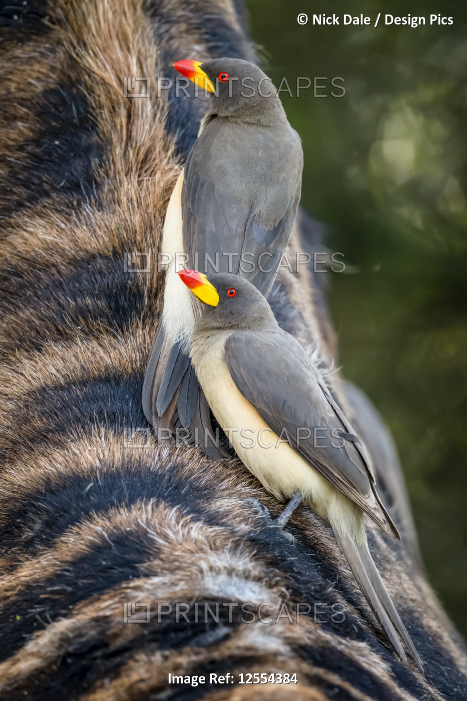 Two yellow-billed oxpecker (Buphagus africanus) clinging to Masai giraffe ...
