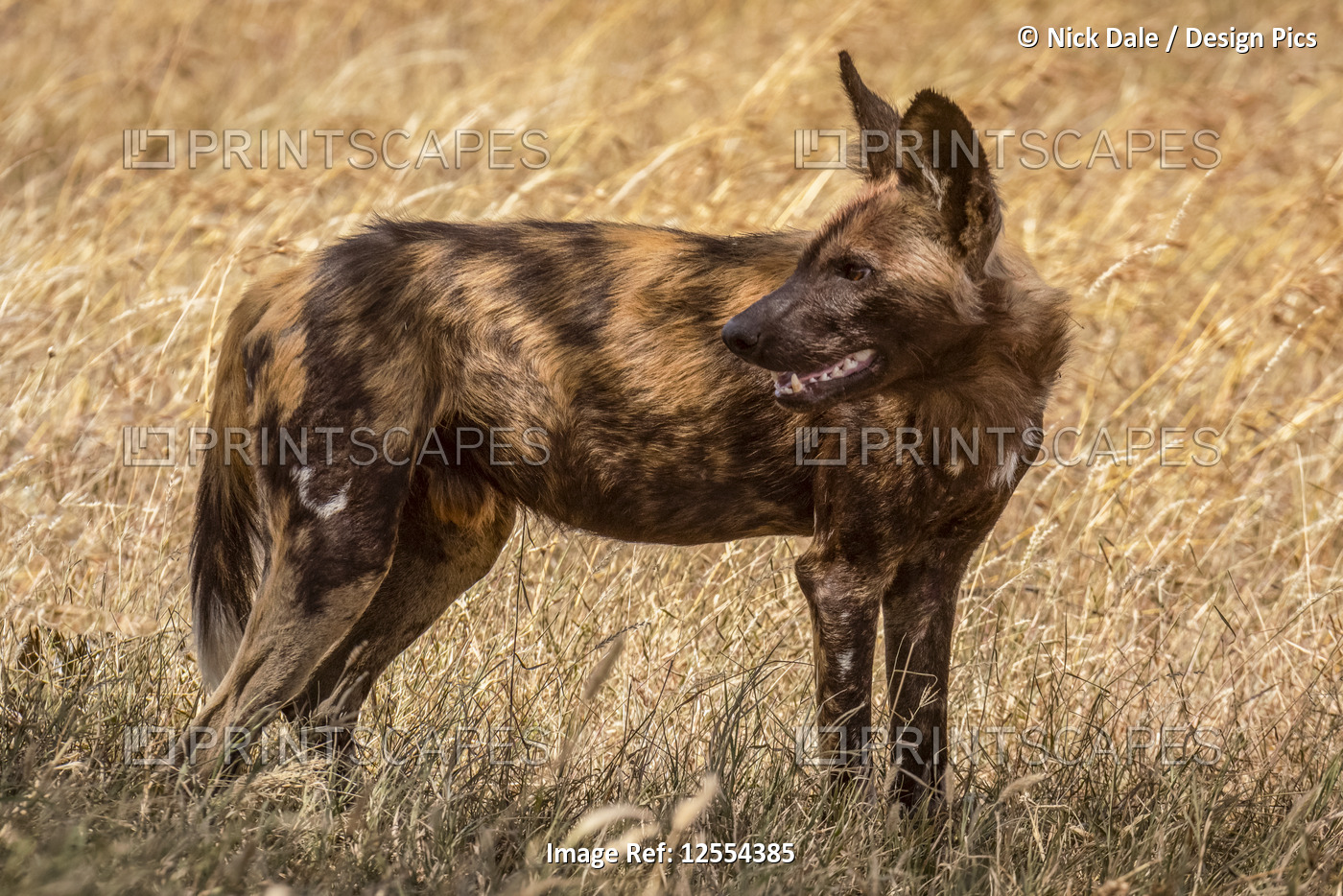 Wild dog (Lycaon pictus) standing in grass looking back, Serengeti National ...