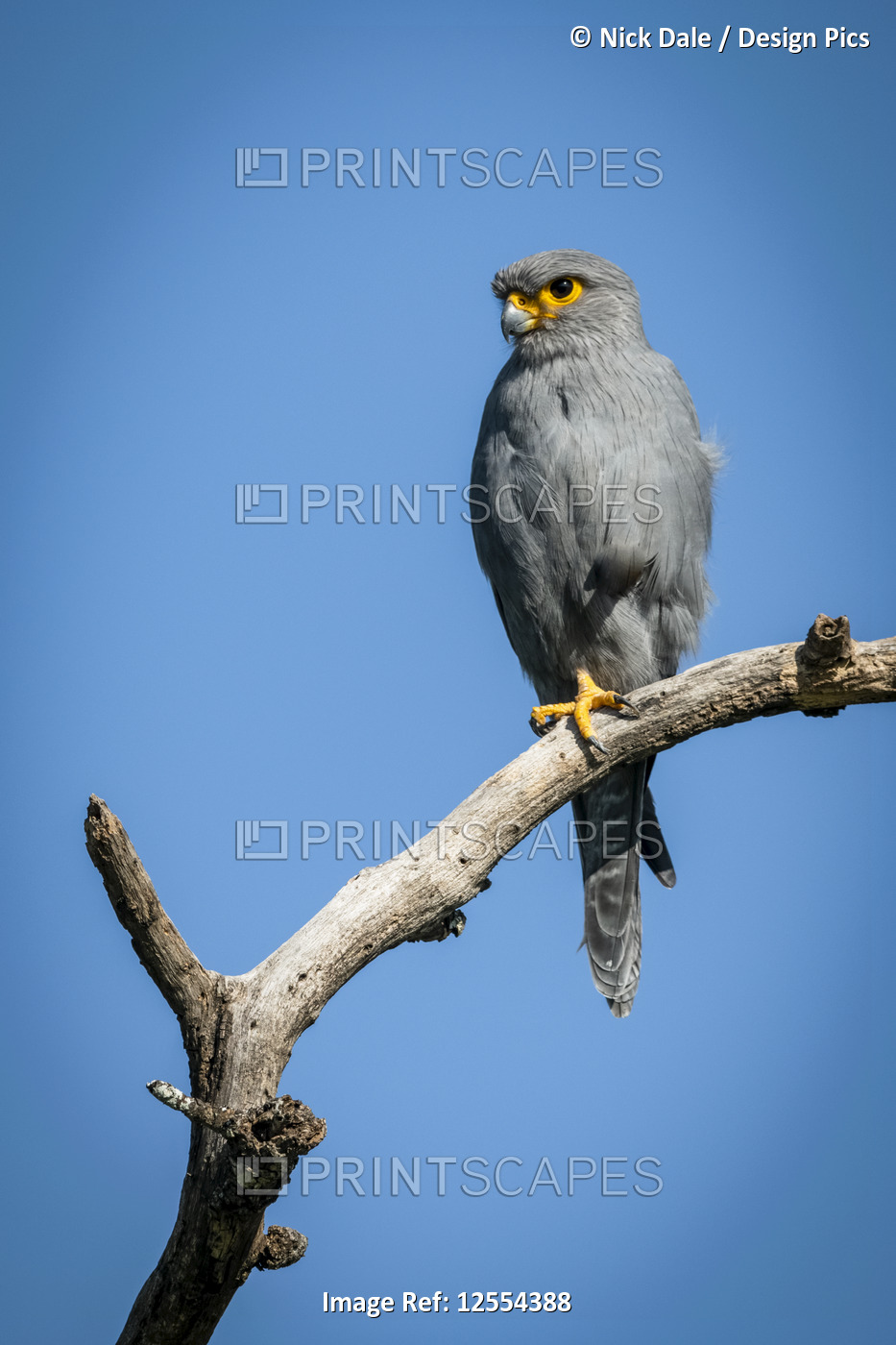 Grey kestrel (Falco ardosiaceus) on one leg on branch, Serengeti National Park; ...