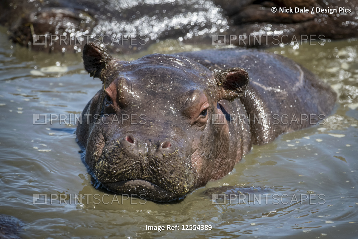 Hippopotamus calf (Hippopotamus amphibius) faces camera in water hole, ...