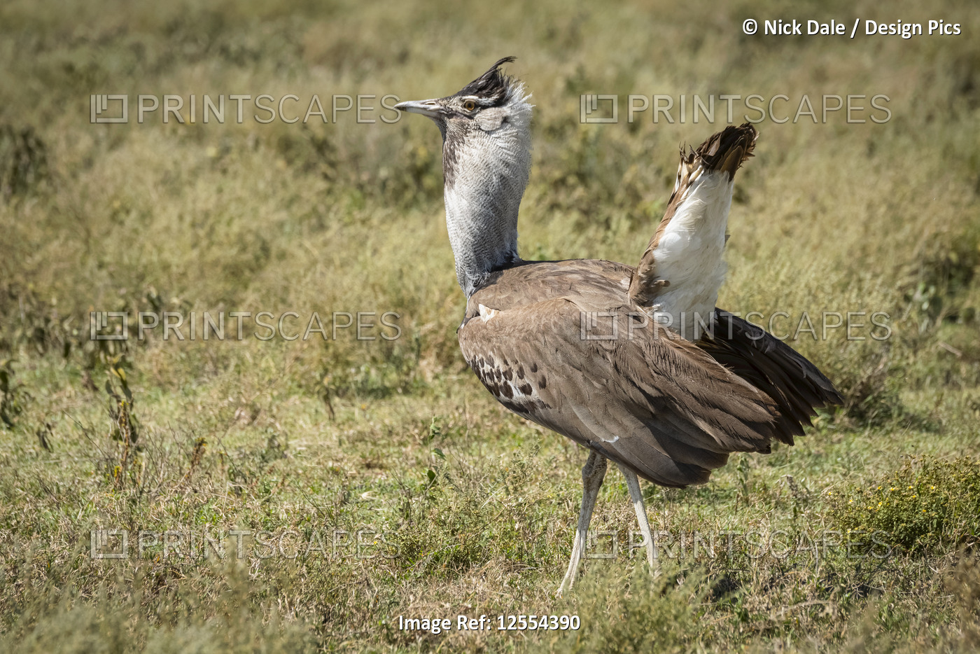 Kori bustard (Ardeotis kori) shows tail in mating display, Serengeti National ...