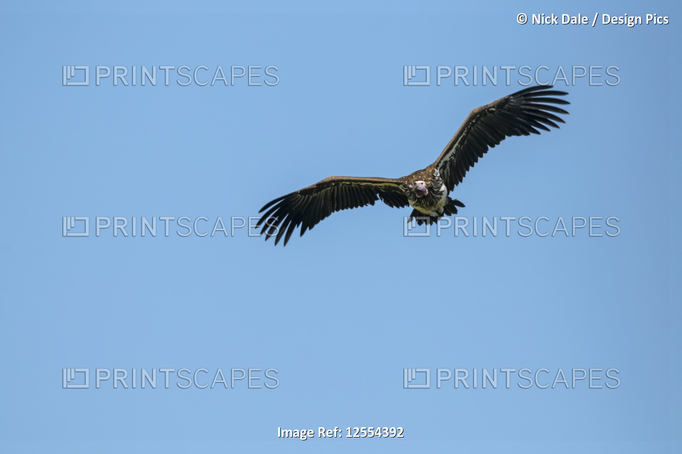 Lappet-faced vulture (Torgos tracheliotos) gliding in perfect blue sky, ...