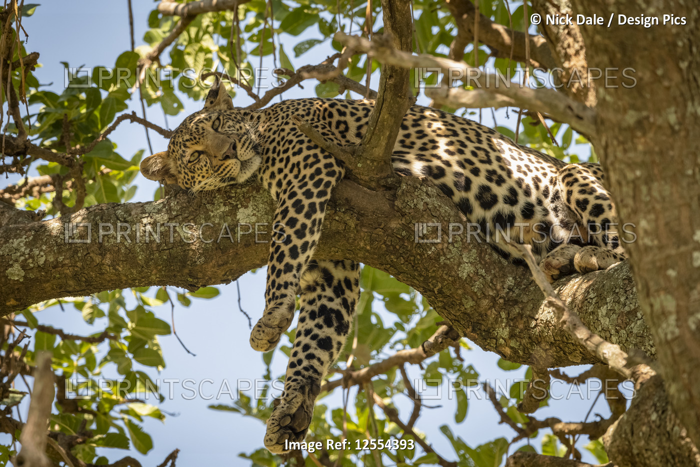 Leopard (Panthera pardus) lies on branch dangling front legs, Serengeti ...