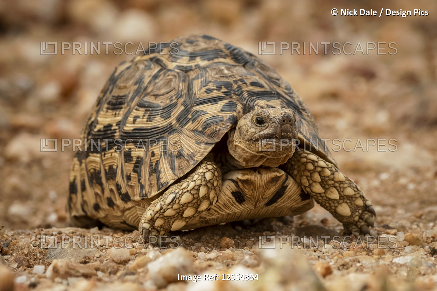 Leopard tortoise (Stigmochelys pardalis) crosses dirt track facing camera, ...