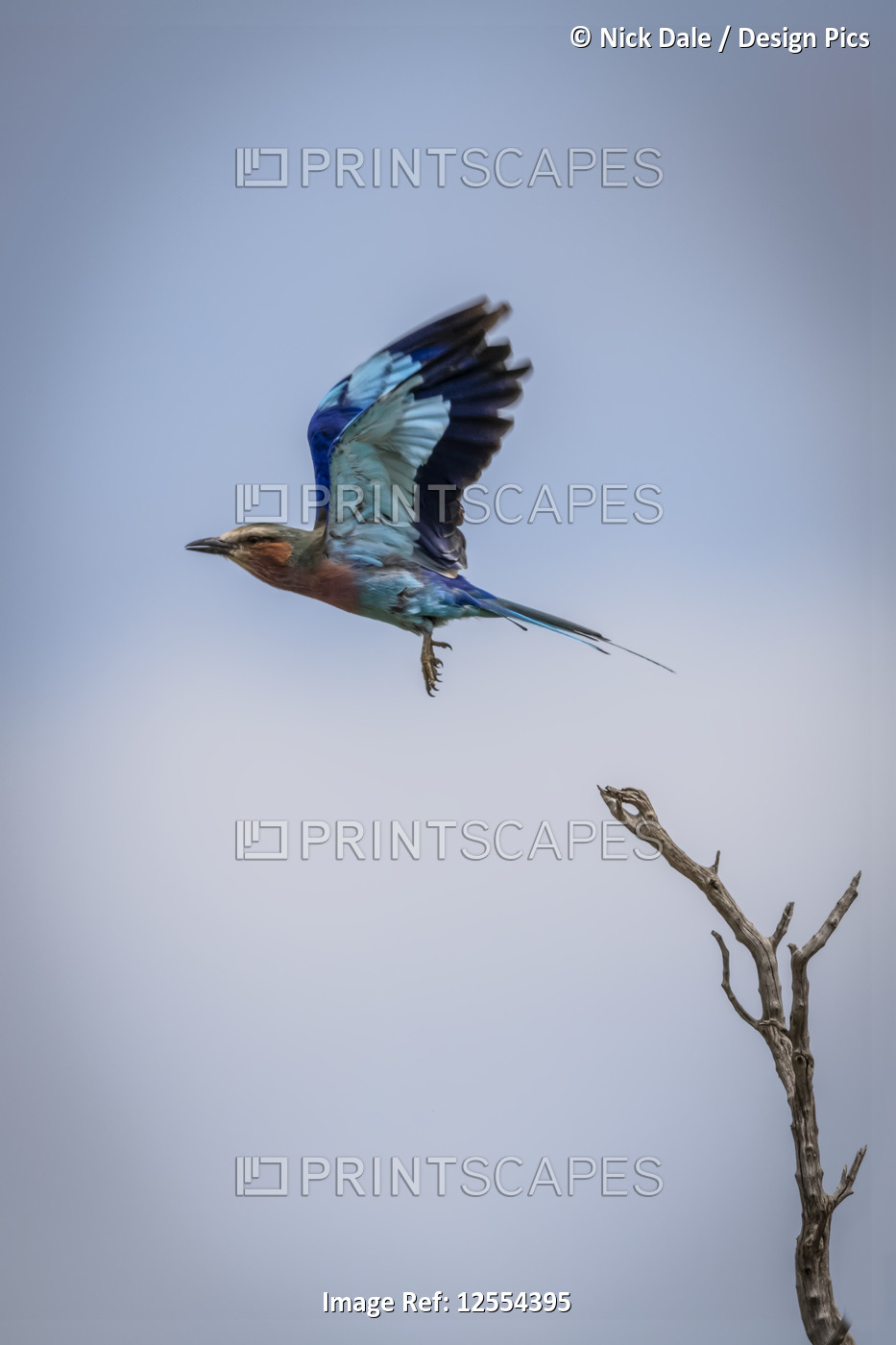 Lilac-breasted roller (Coracias caudatus) flies away from dead branch, ...