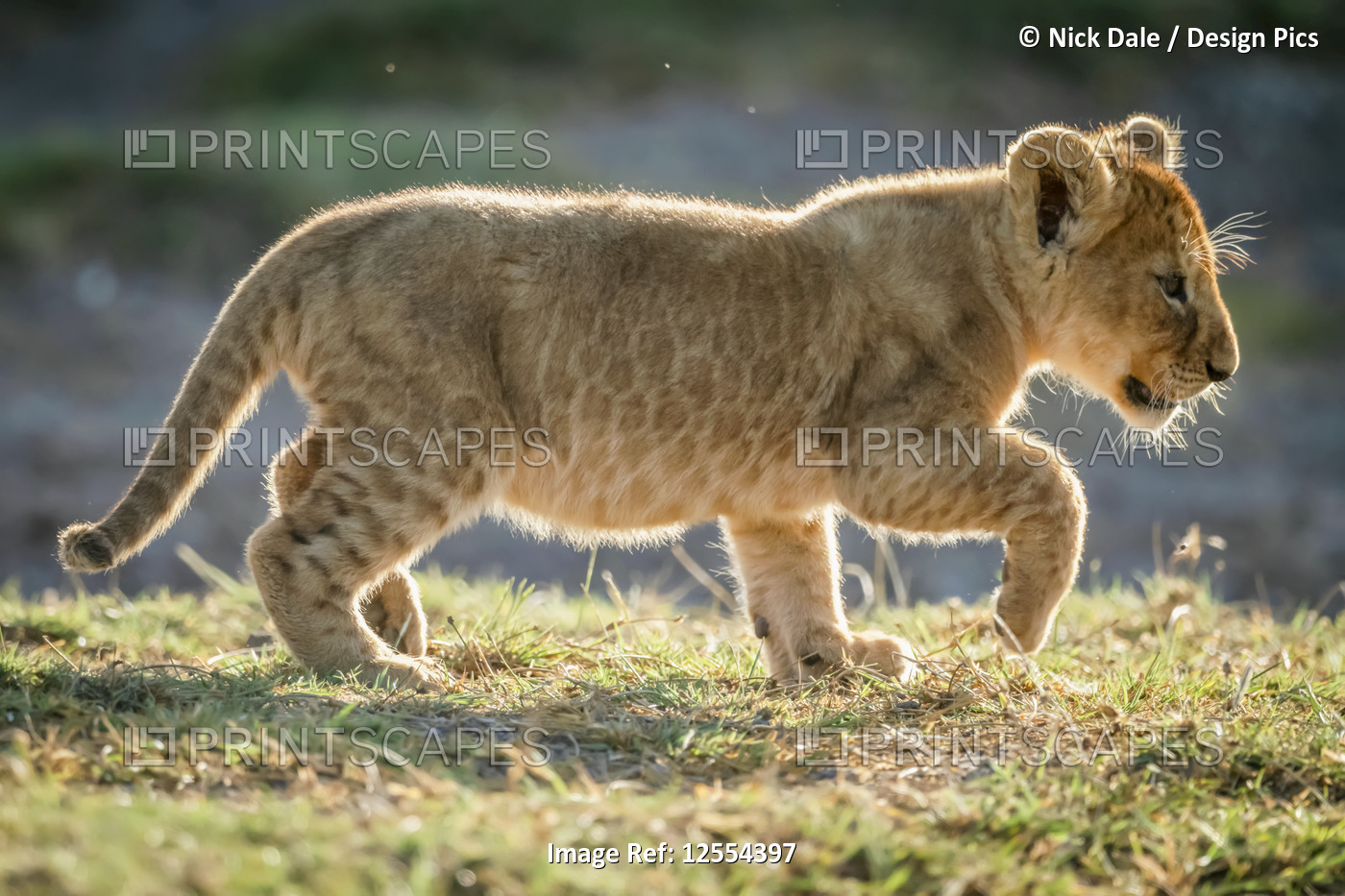 Lion cub (Panthera leo) backlit lifts foot to walk, Serengeti National Park; ...