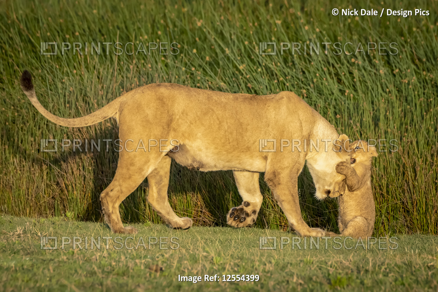 Lion cub (Panthera leo) sits biting head of mother, Serengeti National Park; ...