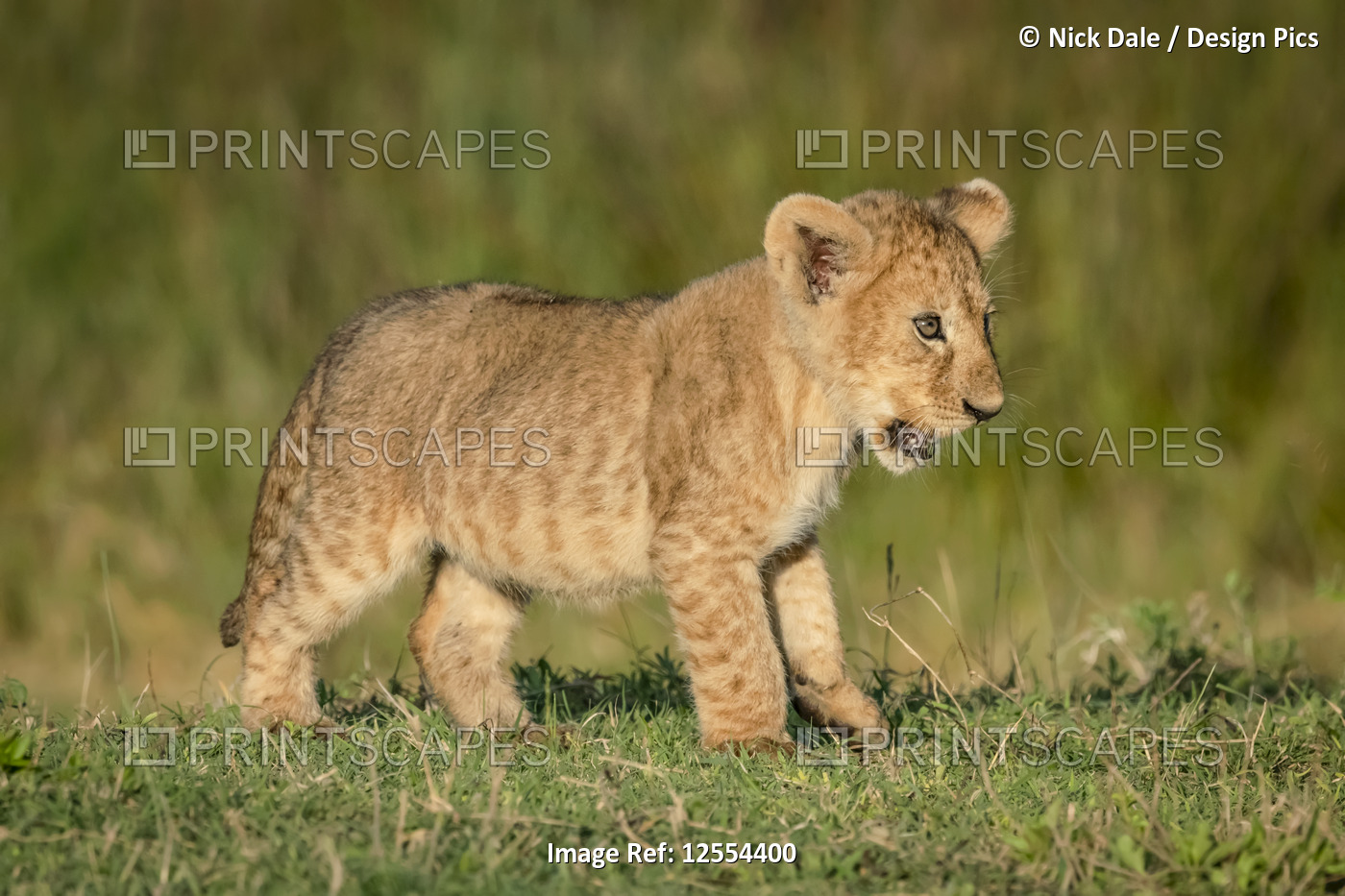 Lion cub (Panthera leo) stands on grass facing right, Serengeti National Park; ...