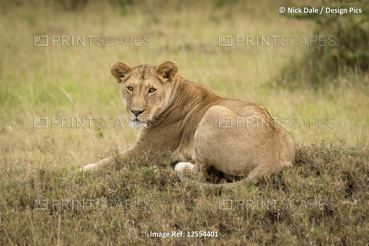 Lioness (Panthera leo) lies on low mound eyeing camera, Serengeti National ...