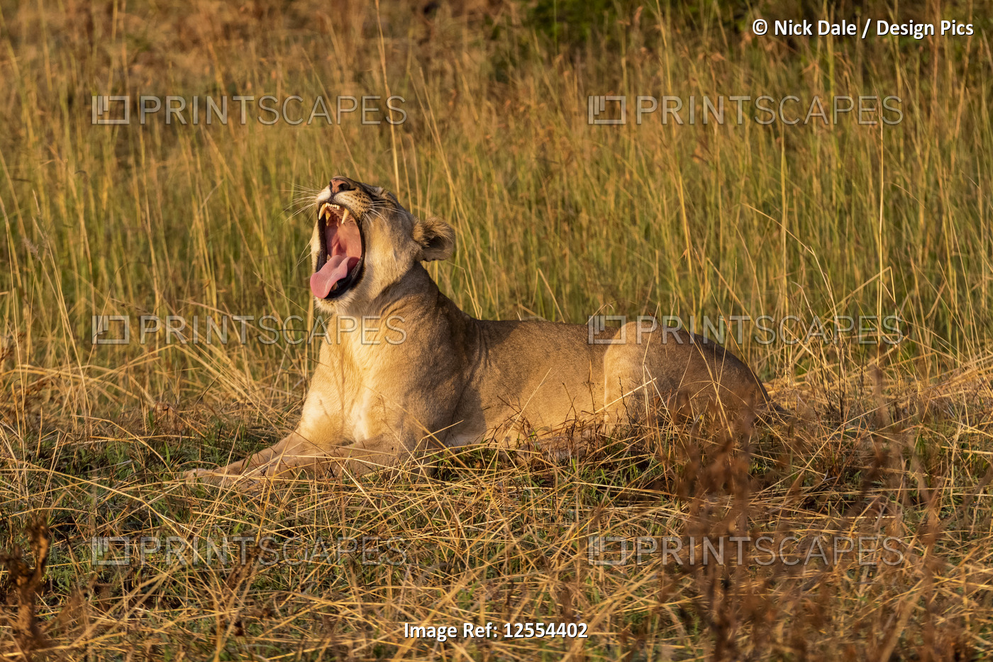 Lioness (Panthera leo) lies yawning in grass facing left, Serengeti National ...