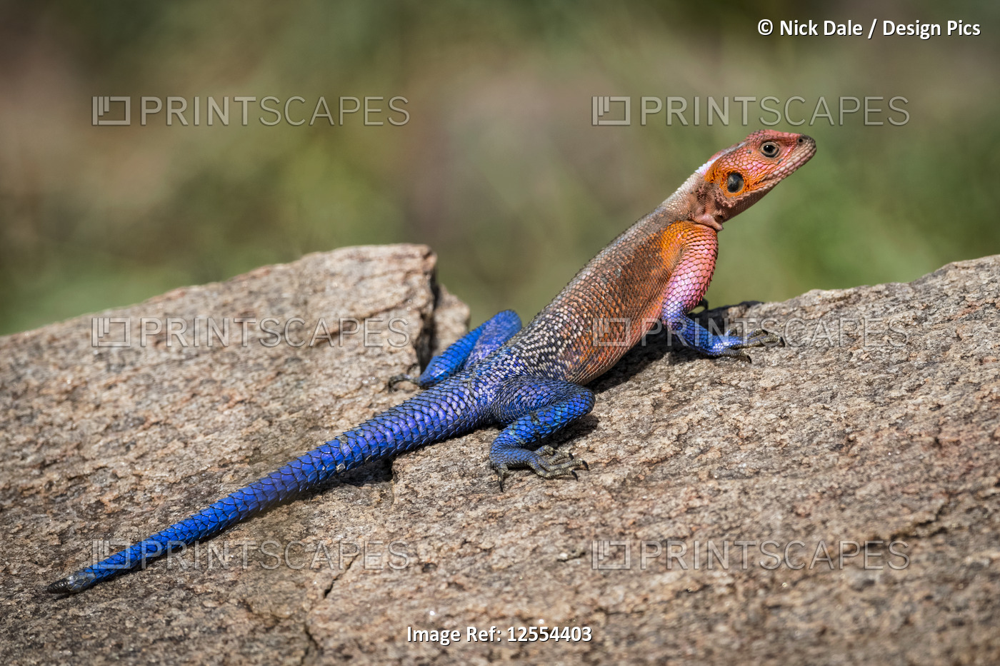 Male Agama lizard (Agama mwanzae) sunning himself on rock, Serengeti National ...