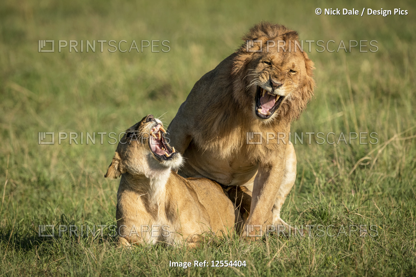 Male and female lions (Panthera leo) roar during mating, Serengeti National ...